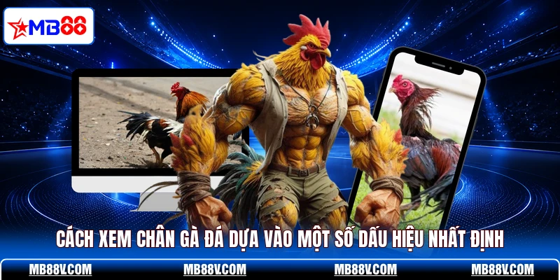 Cách xem chân gà đá dựa vào một số dấu hiệu nhất định