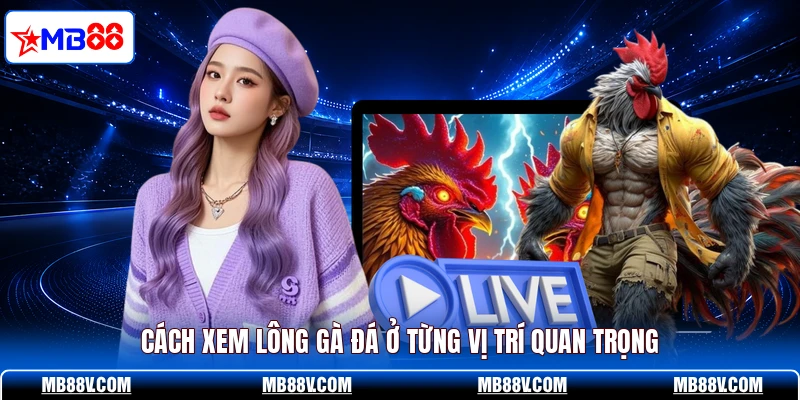Cách xem lông gà đá ở từng vị trí quan trọng