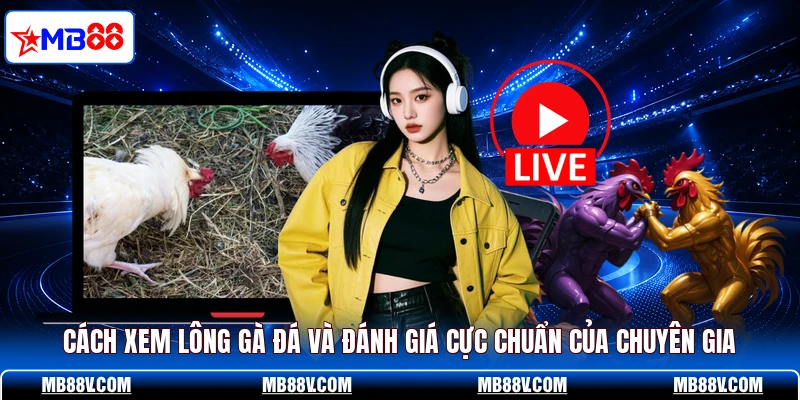 Cách xem lông gà đá và đánh giá cực chuẩn của chuyên gia