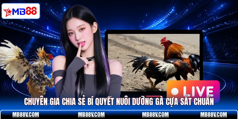 Chuyên gia chia sẻ bí quyết nuôi dưỡng gà cựa sắt chuẩn