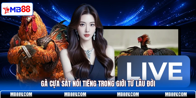 Gà cựa sắt nổi tiếng trong giới từ lâu đời