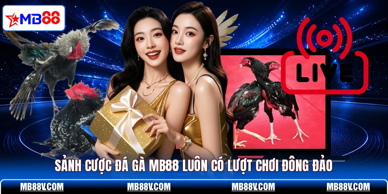 Sảnh cược đá gà MB88 luôn có lượt chơi đông đảo