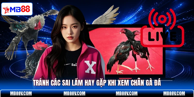 Tránh các sai lầm hay gặp khi xem chân gà đá