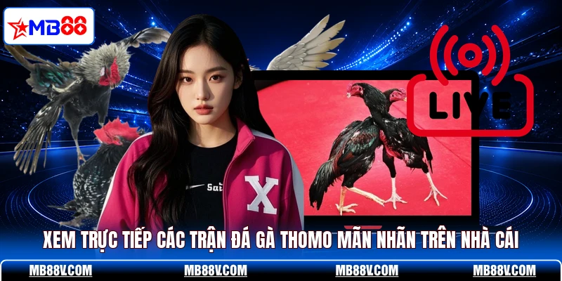 Xem trực tiếp các trận đá gà thomo mãn nhãn trên nhà cái